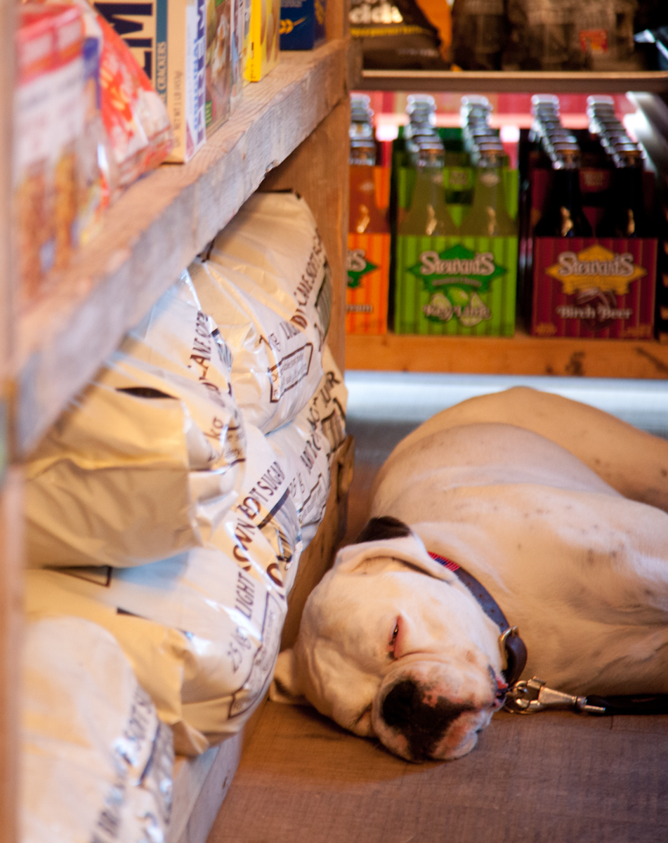 Dogs welcome